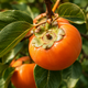 Italian '100 Year' Persimmon