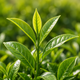 Green Tea Catechins
