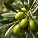 Campania Olives